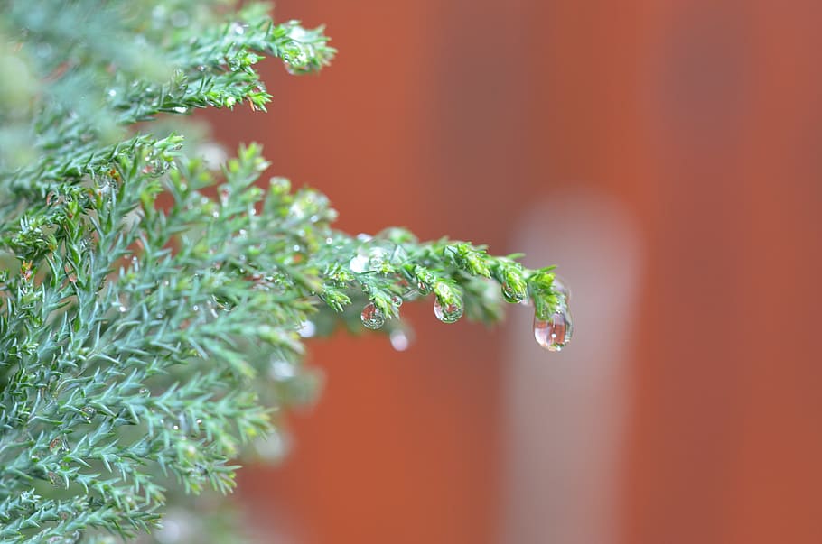 Raindrop, Drops, Macro, Water-Drop, nature, detailed, juniper HD wallpaper