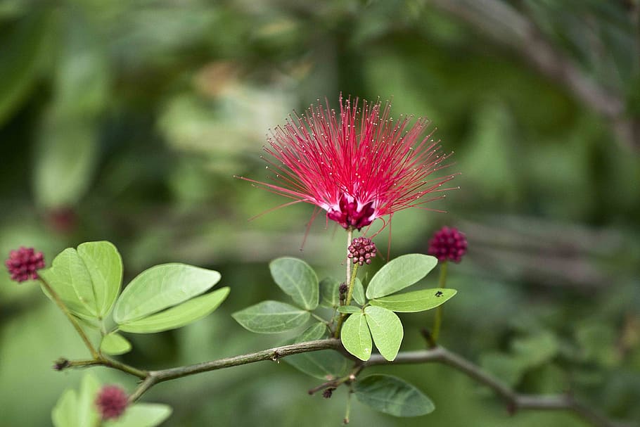 Hd Wallpaper Flowering Flaming Passion Plant Albizia Julibrissin Silktree Albizziae Flower Wallpaper Flare