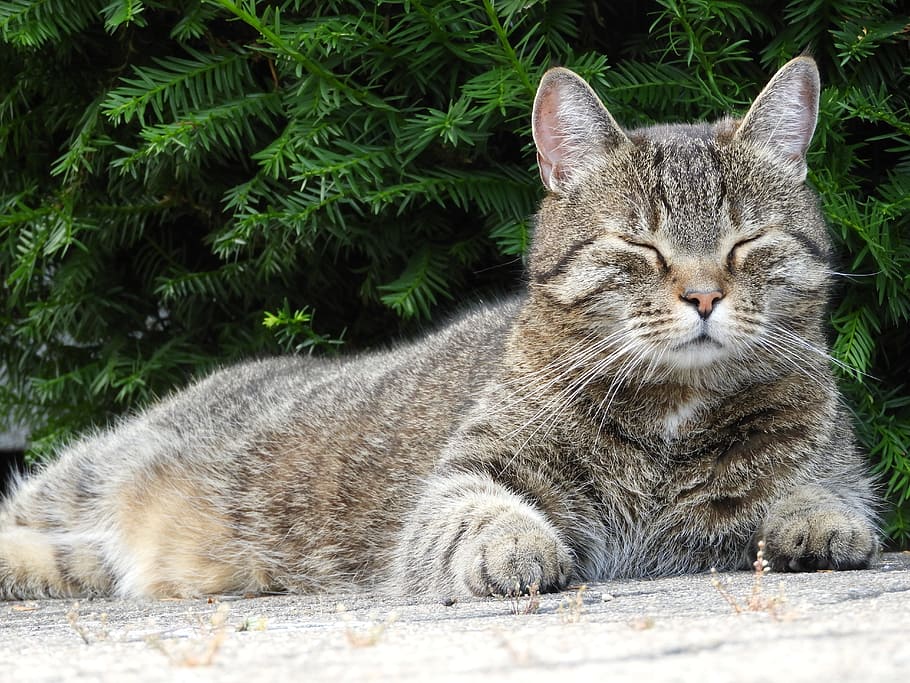 Cat, Nap, Sleep, Domestic Cat, concerns, sleepy, sweet, relaxation HD wallpaper