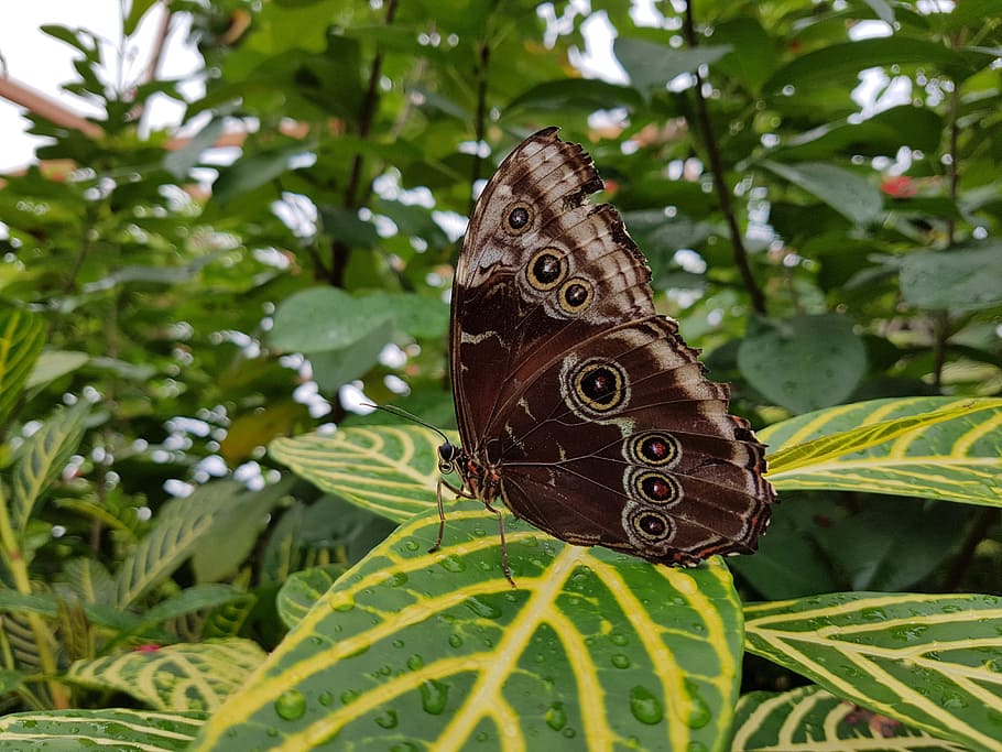 butterfly, moth, butterfly - insect, animal wing, animals in the wild HD wallpaper