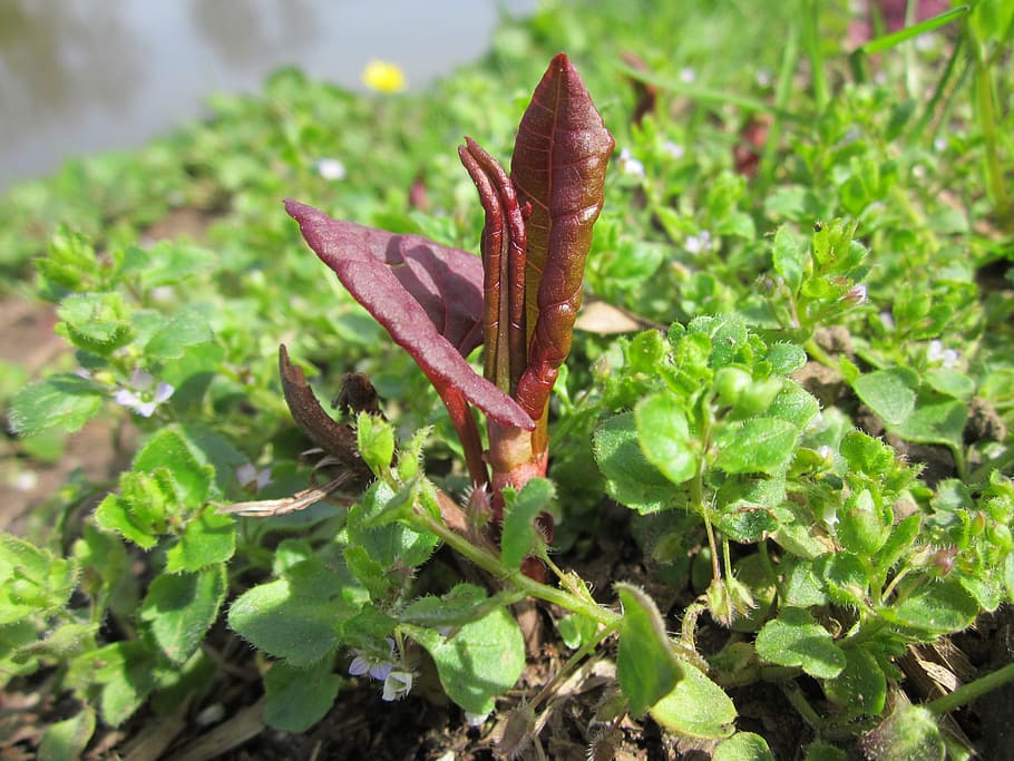 fallopia, invasive, plant, weed, flora, botany, wildflower HD wallpaper