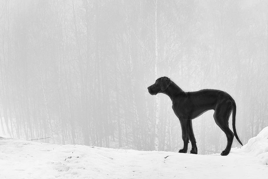 adult black great dane on snow field, puppy, fog, winter, cold temperature, HD wallpaper