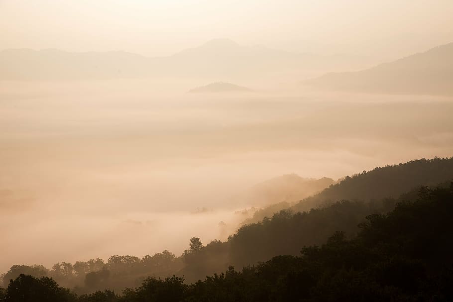 sea of clouds, high, rise, mountain, fog, sky, mountains, trees HD wallpaper