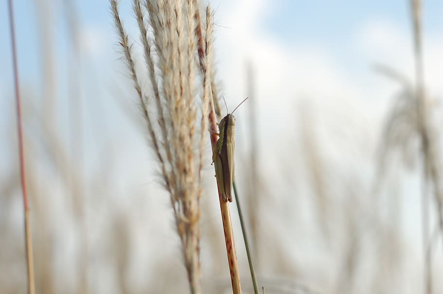 grasshopper, reed, landscape, park, close-up, insect, invertebrate HD wallpaper