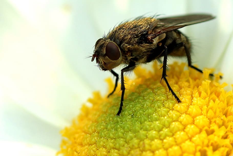 fly, insect, close, macro, flight insect, blossom, bloom, whopper HD wallpaper