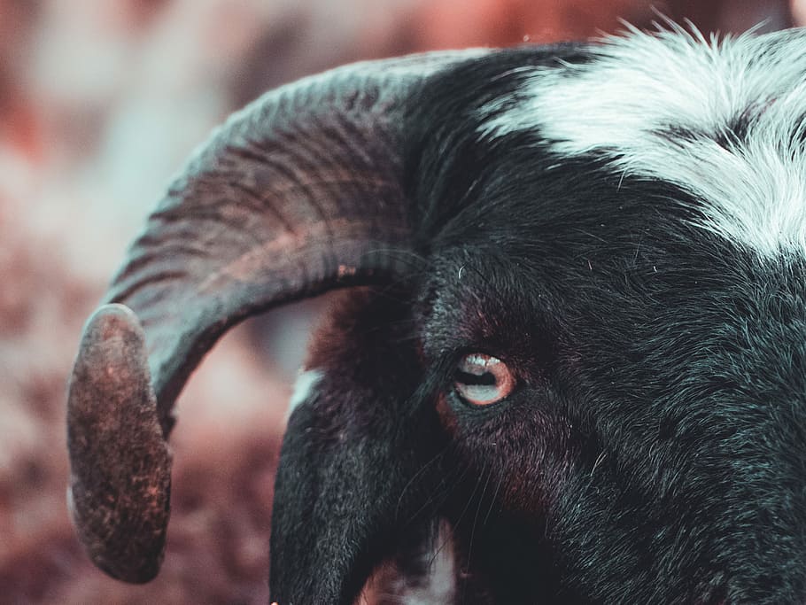 close up photo of goat with horn, black ram, animal, eye, animal themes