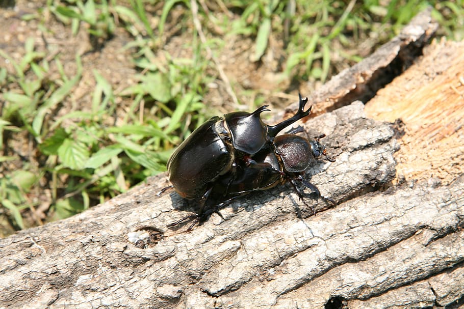 insects, beetle, forest, nature, animal wildlife, animal themes HD wallpaper