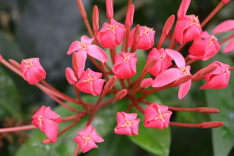 flowers, red, pink, buds, blossom, plant, nature, floral, green HD wallpaper