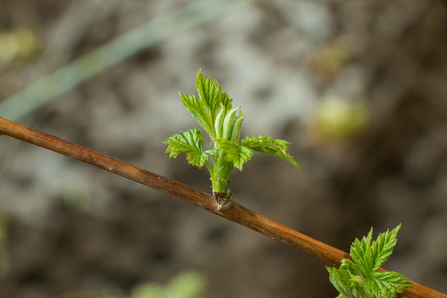 raspberry, escape, sheet, plant, nature, shoots, garden, growth HD wallpaper