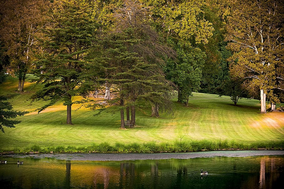 landscape photo of green leafed trees with body of water, park HD wallpaper
