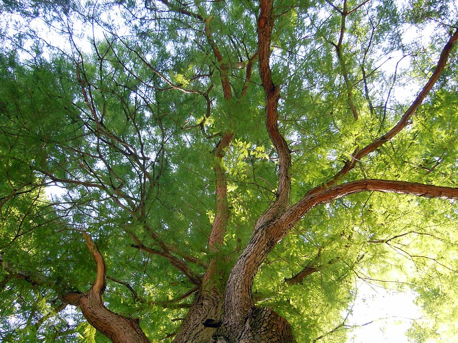 treetop, crown, foliage, plant, growth, low angle view, beauty in nature HD wallpaper