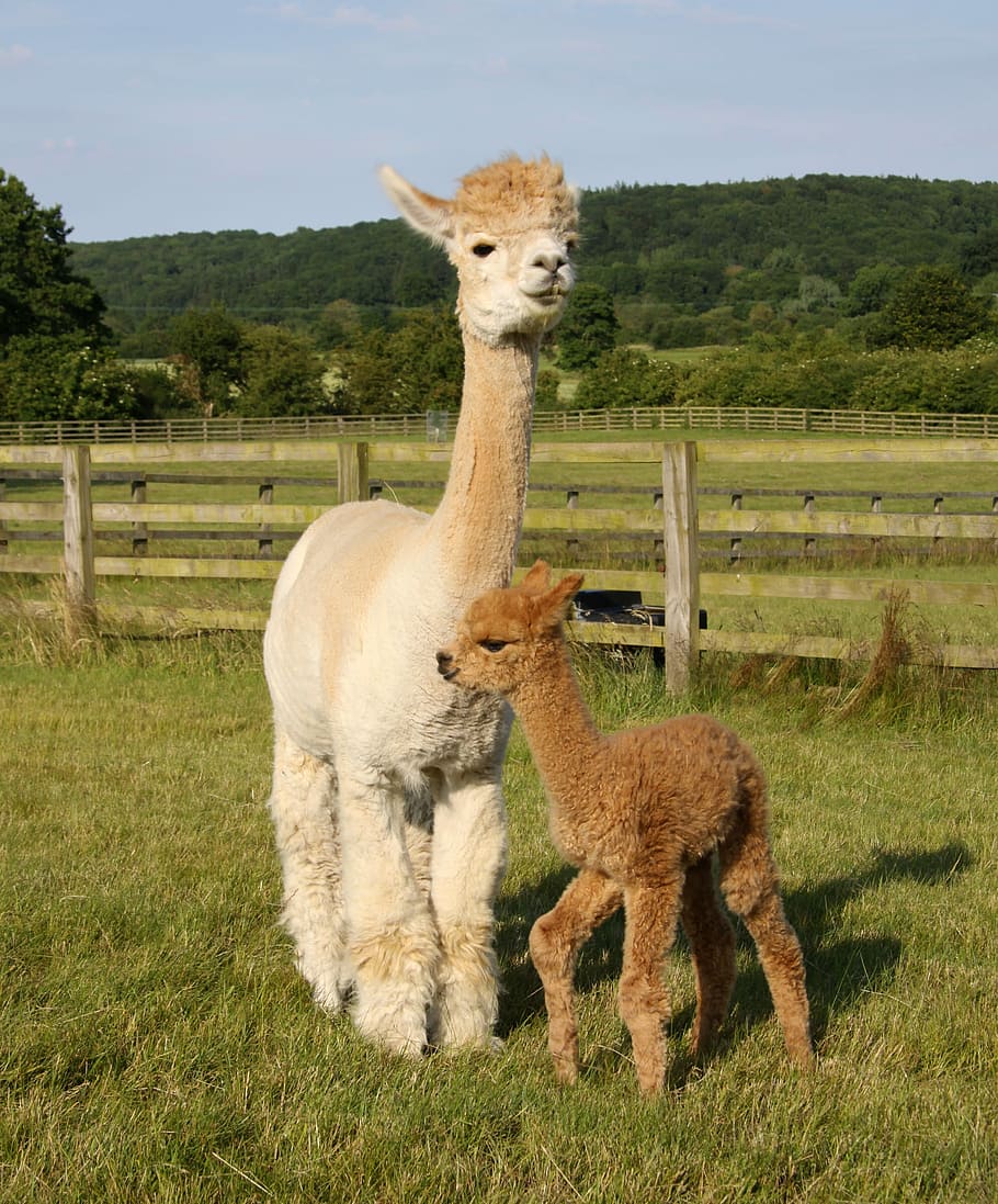 New born Balthazar, beige llama standing on green grass field during daytime