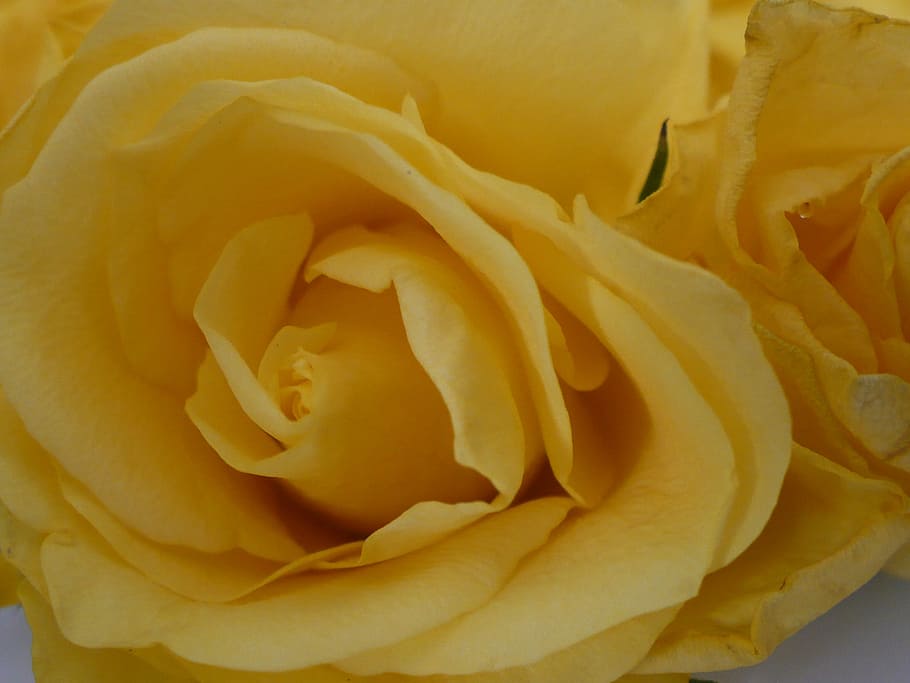 yellow, rose, flower, bud, petal, floral, color, freshness HD wallpaper