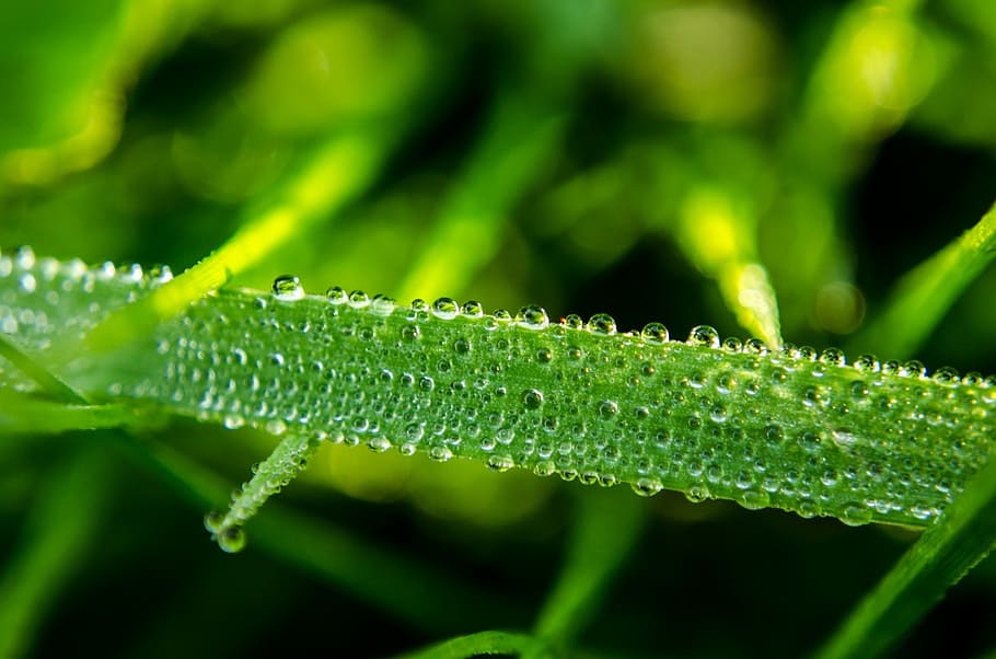 water drop, grass, macro, green, nature, element, rain, wet HD wallpaper