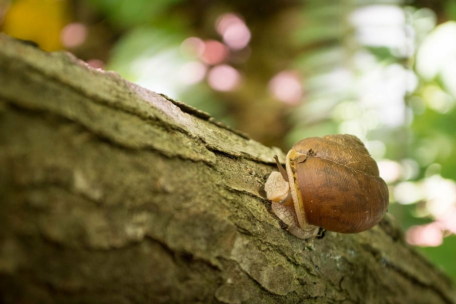snail, tree, nature, bokeh, animal, garden, wildlife, brown HD wallpaper