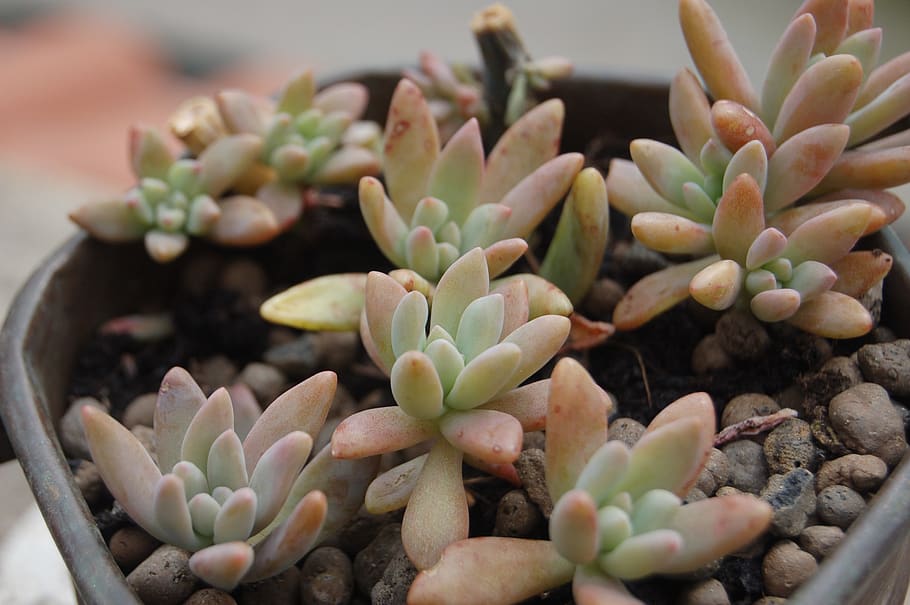 nature, wallpaper, growth, succulent plant, cactus, beauty in nature HD wallpaper