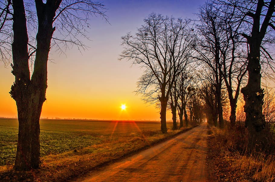 empty pathway between trees during golden hour, sunset, the rays HD wallpaper