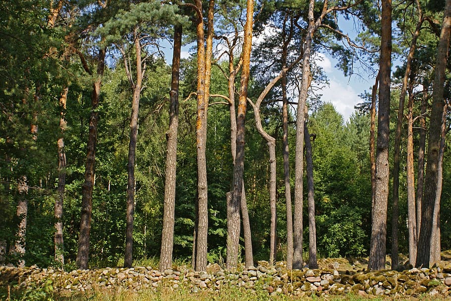 tree, forest, green, coniferous, plant, land, growth, tree trunk HD wallpaper