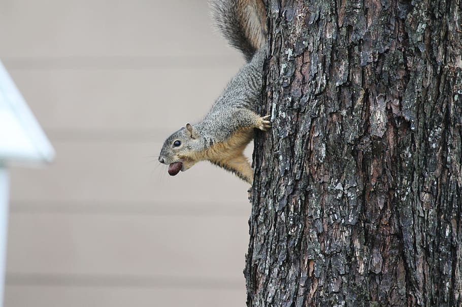 squirrel, nut, tree, animal, wildlife, rodent, nature, mammal HD wallpaper