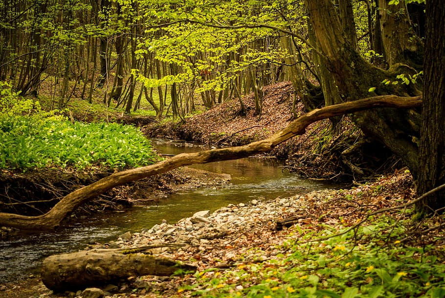 river in the middle of forest during daytime, wood, nature HD wallpaper