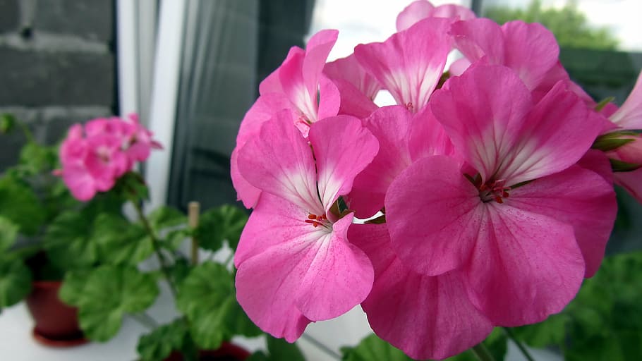 flowers, macro, nature, summer, petun′â, flowering plant HD wallpaper