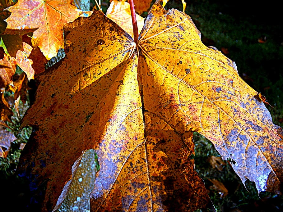 maple, autumn, leaf, leaves, fall foliage, color, colorful HD wallpaper