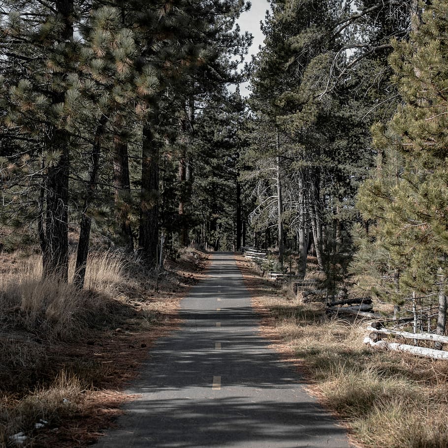 Biking through Tahoe, concrete road between forest tree, path HD wallpaper