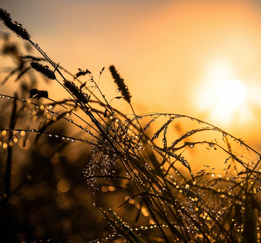 macro photo of grass with water drop, silhouette, fountain HD wallpaper