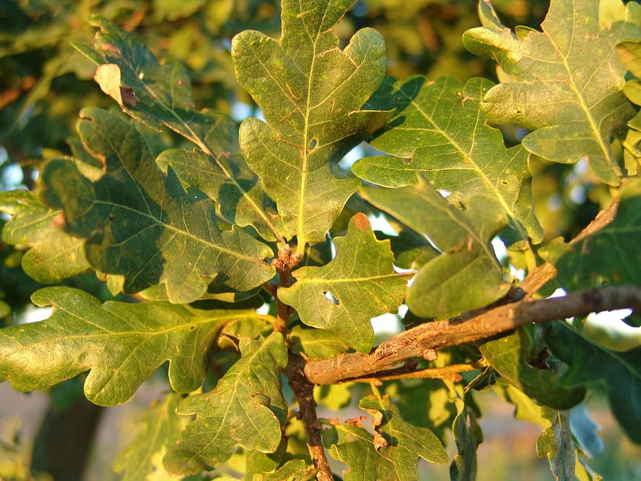 autumn, forest, oak, oak leaf, nature, season, tree, plant HD wallpaper
