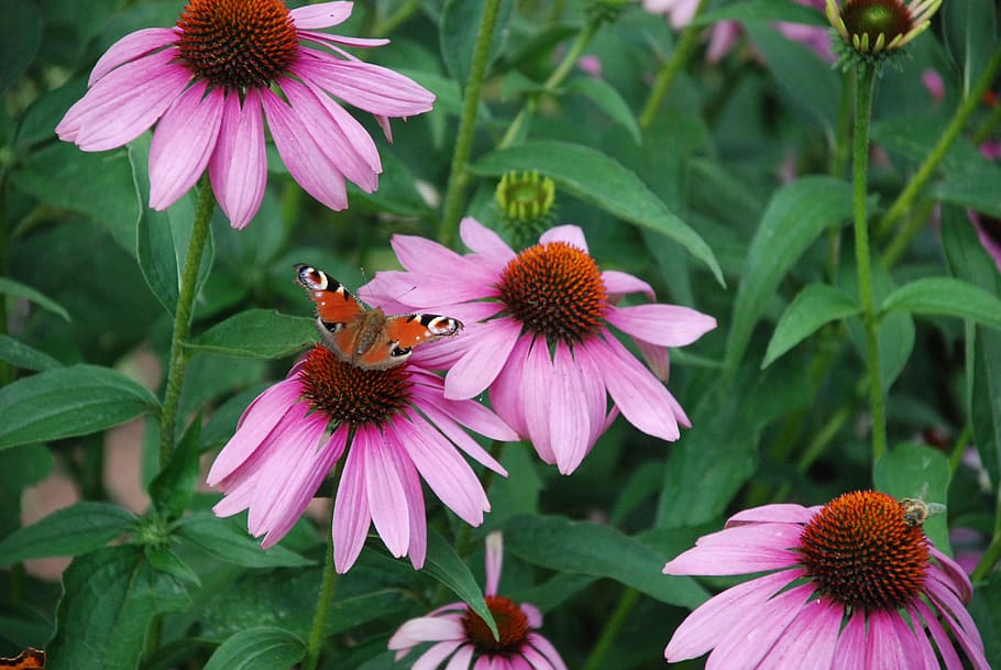 butterfly, blossom, bloom, close, nature, summer, insect, probe HD wallpaper