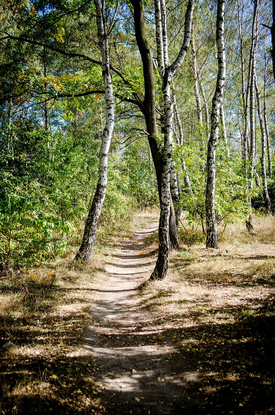tree, birch, the path, summer, nature, forest, green, plant HD wallpaper