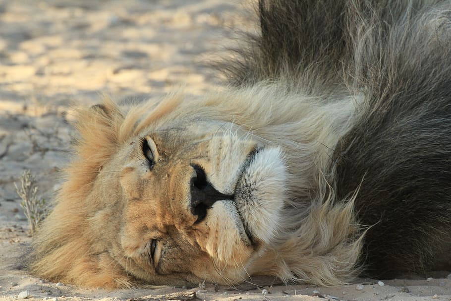 lion, resting, black, mane, wildlife, animal, nature, mammal HD wallpaper