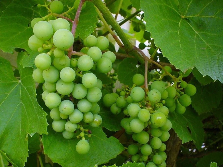 grapes, white grapes, grape stock, vine, fruit, sweet, immature