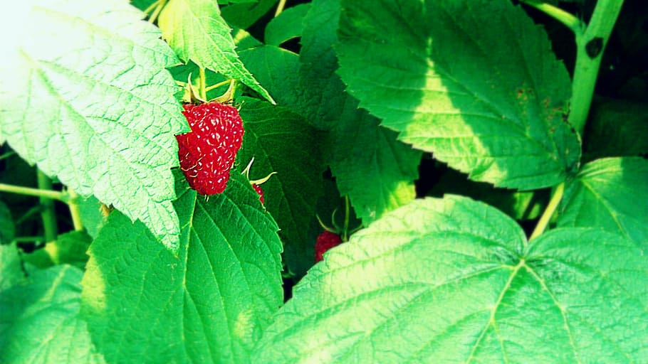 raspberry, red, fruits, berries, raspberries, plants, green HD wallpaper