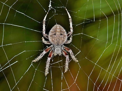 closeup photo of orb-weaver spider, orb spider, orb weaver HD wallpaper