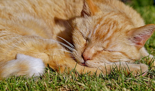 orange tabby cat sleeping on green grass, tomcat, redheaded HD wallpaper