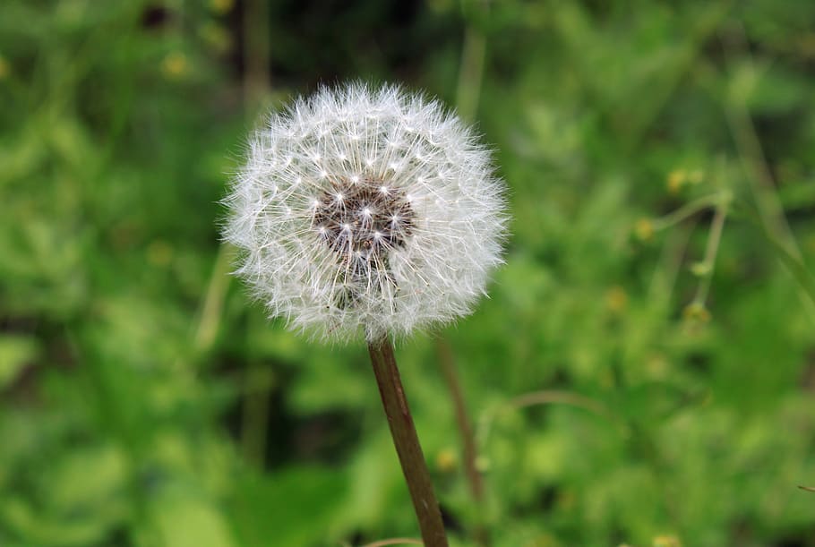 HD wallpaper: dandelion, seed, weed, color, plant, growth, nature ...