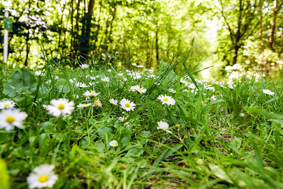white daisy flowers beside trees at daytime, forest, summer HD wallpaper
