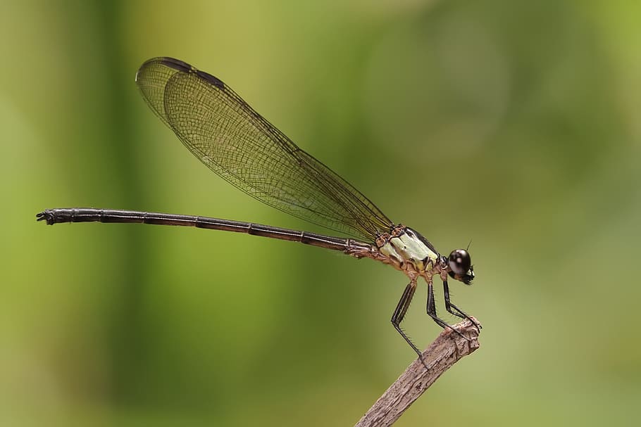 selective focus photography of damselfly perching on branch HD wallpaper