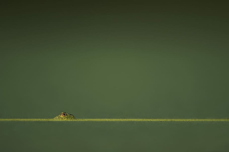 green amphibian in green water, macro shot photo of animal eye, HD wallpaper