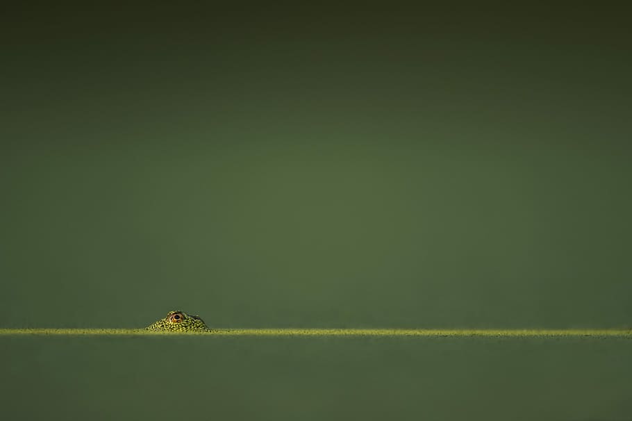 green amphibian in green water, macro shot photo of animal eye HD wallpaper