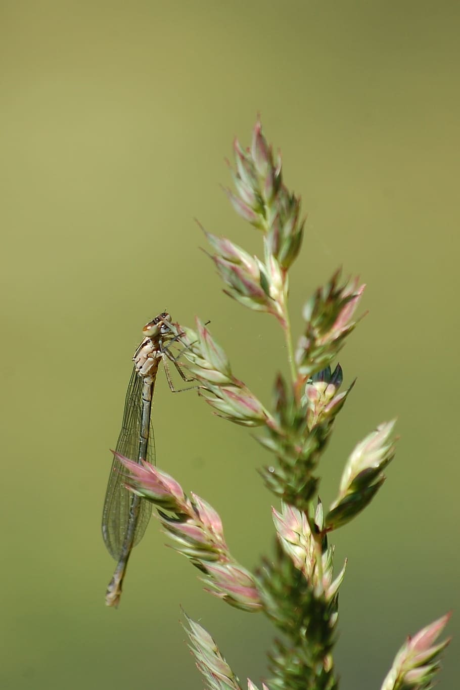 Animals, Dragonfly, Nature, Insect, green color, growth, no people HD wallpaper