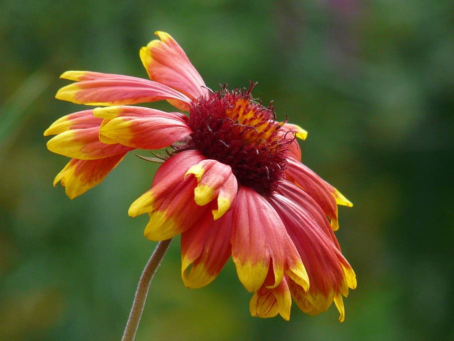 sun brews, helenium, composites, asteraceae, flower, blossom HD wallpaper