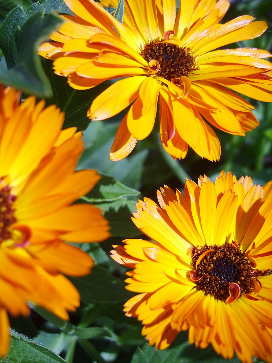 calendula, orange, flowers, nature, yellow, summer, plant, petal HD wallpaper