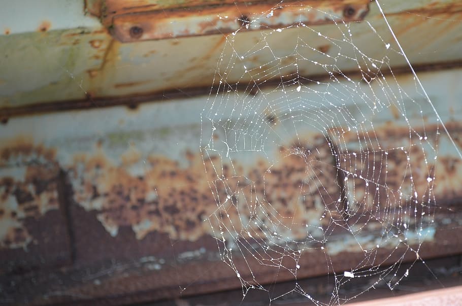 spider web, fragility, close-up, focus on foreground, vulnerability HD wallpaper