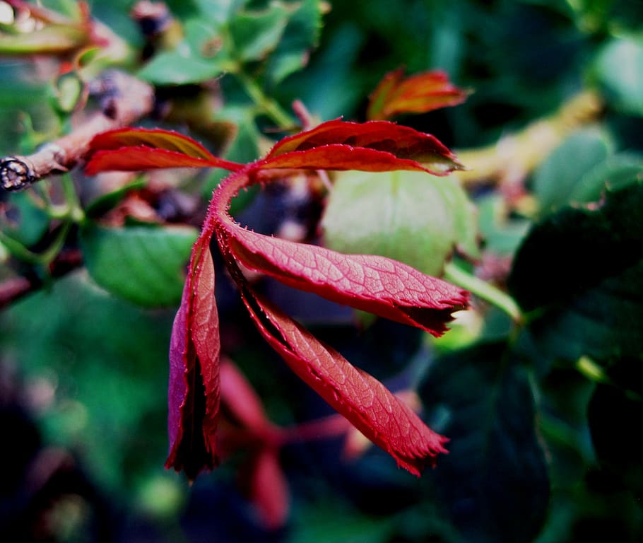 Leaves, Foliage, Delicate, Red, Young, rose, flower, plant HD wallpaper