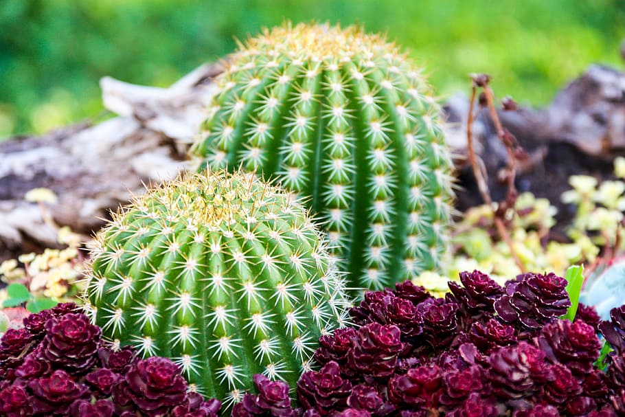 garden, cactus, prickly, plant, thorn, growth, green color HD wallpaper
