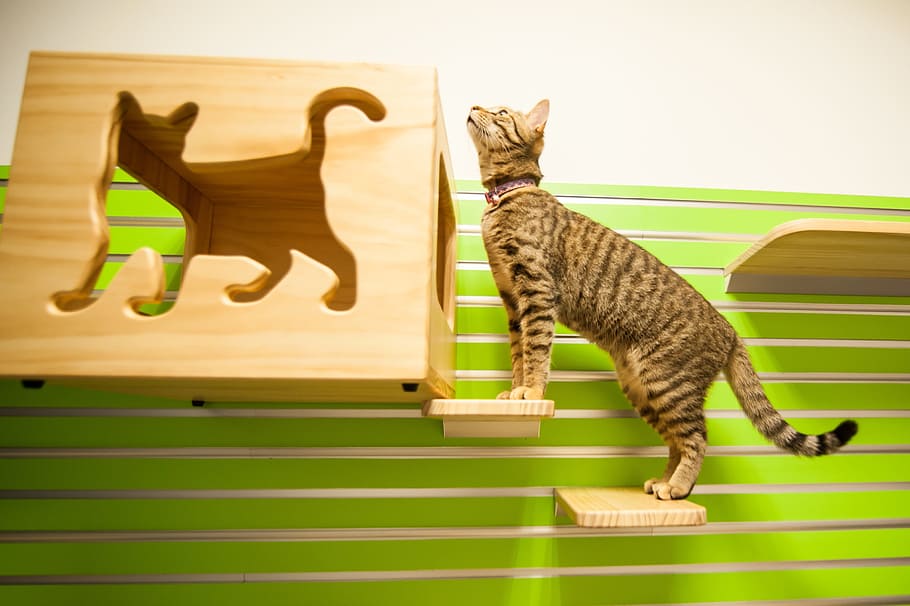 cat, cat room, kitty, mammal, domestic, pets, domestic animals HD wallpaper