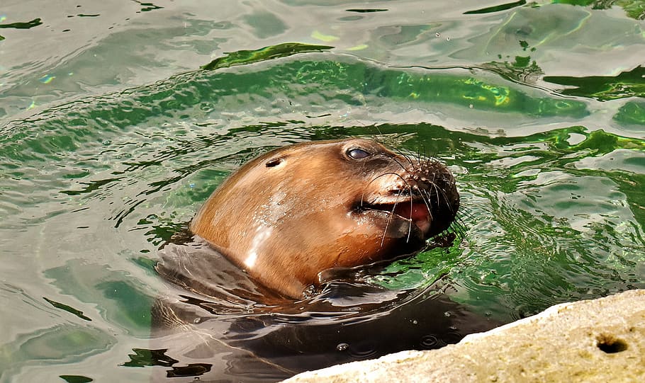 selective focus photography of sealion in water, sea lion, sleep, HD wallpaper