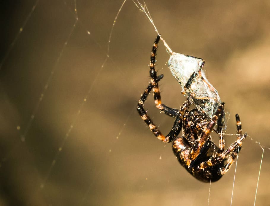 spider, network, prey, macro, caught, cobweb, predatory insect HD wallpaper